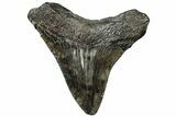 Serrated, Juvenile Megalodon Tooth - South Carolina #313815-1